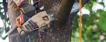 Best Hazardous Tree Removal  in Ellington, MO