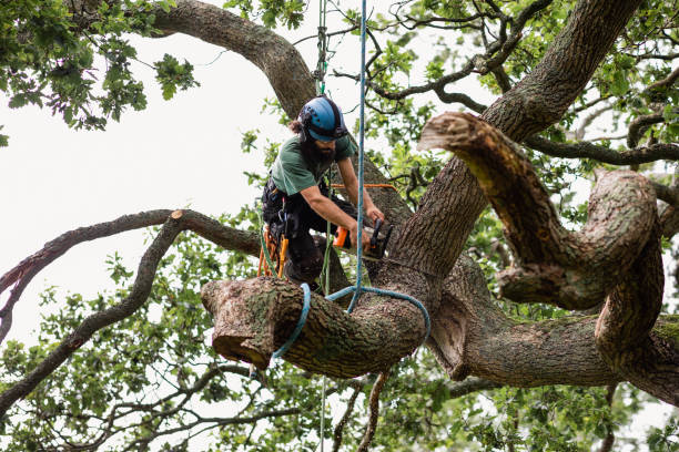 Best Arborist Consultation Services  in Ellington, MO