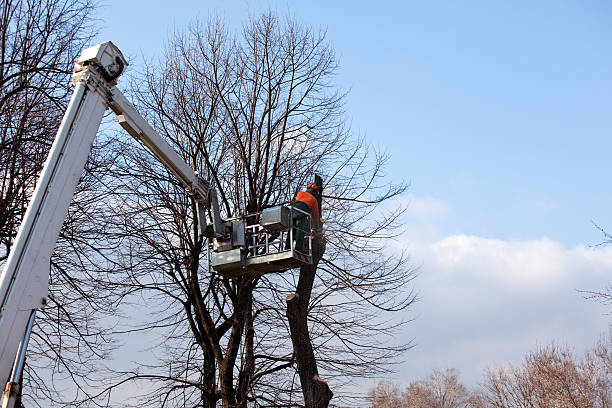 Best Storm Damage Tree Cleanup  in Ellington, MO