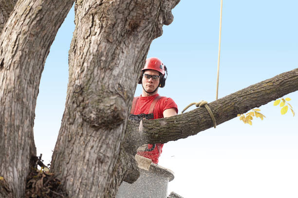 Best Residential Tree Removal  in Ellington, MO